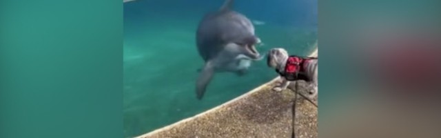 Pas i delfin: Rodila se ljubav (VIDEO)