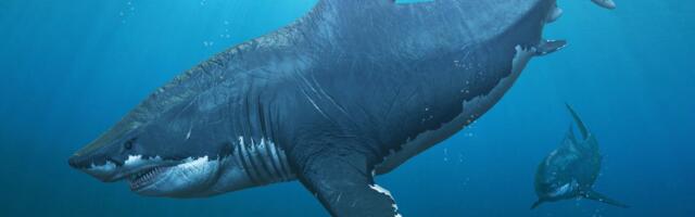 NAUČNICI REŠILI ZAGONETKU Konačno otkrili šta proizvodi misteriozan zvuk u okeanu - i nije MEGALODON