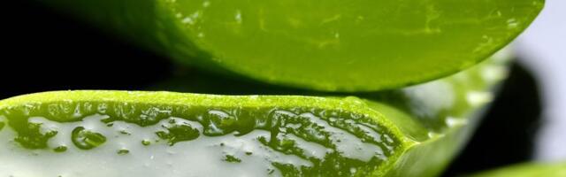 Trik uz koji će vam aloja cvetati kao luda