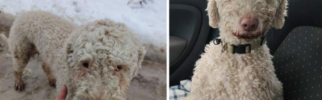 Lagoto Lola opet u zagrljaju vlasnika: Psa za kojim je tragao ceo grad pronašli DRONOVI na Novom Beogradu