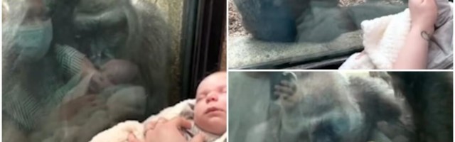 NAJLEPŠI SNIMAK KOJI ĆETE DANAS VIDETI: Gorila Kiki i novopečena mama se povezale preko usnule bebe