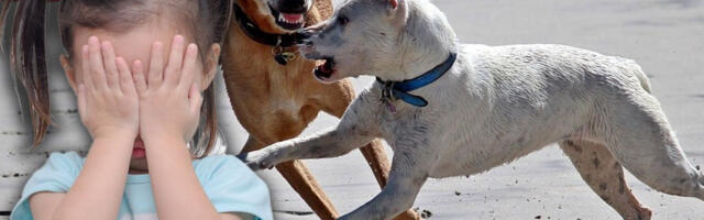 VLASNIČKI PAS NAPAO DEVOJČICE ISPRED VRTIĆA U NOVOM SADU: Jedna je lakše povređena!