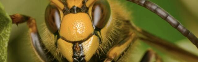 ŠOK: Istraživanje pokazalo da SVAKA PČELA ima drugačiji ubod! Evo šta to znači za nas