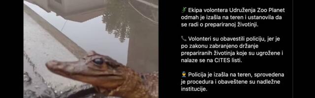 Preparirani krokodil pronađen na niškoj ulici