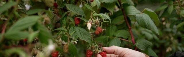 U Arilju rodile maline i u decembru: Mraz im ne može ništa