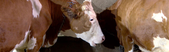 Mlečno govedarstvo u Srbiji u sve lošijem položaju, ocenjuju poljoprivrednici