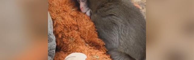SUZE SAME IDU! Svet priča o ovom majmunčetu: Mama ga odbacila, a ima samo plišanu igračku od koje se ne odvaja
