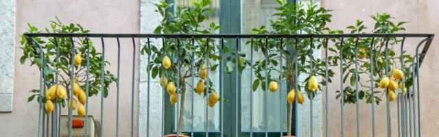 Uzgajajte limun kod kuće: Tehnika koja daje žute i izdašne plodove - imaćete drvo kakvom će da se dive