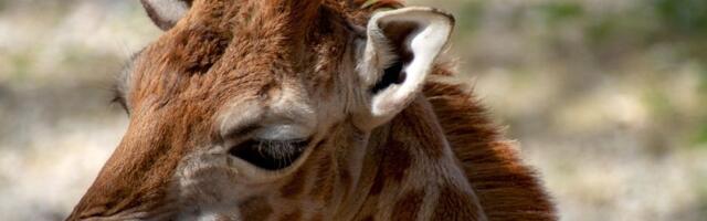 VIDEO: Treće mladunče žirafe rođeno ove godine u Zoo vrtu u Kopenhagenu