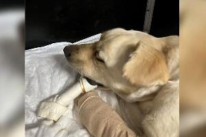 Женки лабрадора неко покушао да одсече шапе, у току лечење и потрага за домом