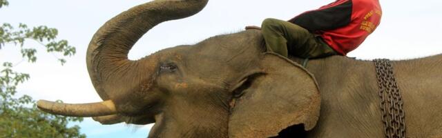 Indonezija zabranila turističko jahanje slonova