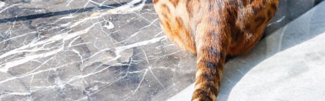 MAČJI REP otkriva više nego što mislite: Šta znači kad PODRHTAVA, a šta poručuje kad je u HORIZONTALI