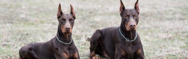 5 najagresivnijih rasa pasa: Prvi na listi će vas ostaviti bez teksta (FOTO)