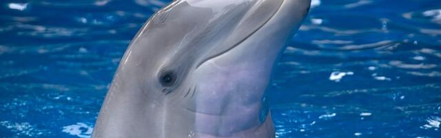 OVAJ SNIMAK ULEPŠAĆE VAM DAN! Predivni prizori sa Jadrana, delfin došao među kupače i napravio šou sa loptom!