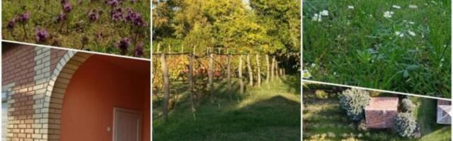 Na prodaju salaš po jako povoljnoj ceni! Uz njega dobijate neprskane voćnjake i vinograde, čak 30 sorti grožđa!