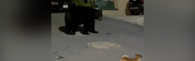 Kuče na mrkog medveda: Zaletelo se, zalajalo i oteralo ga (VIDEO)