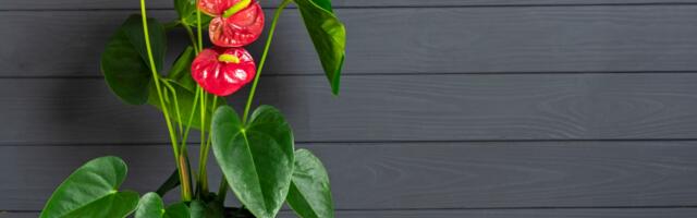 Anthurium - neobična biljka u vašem domu