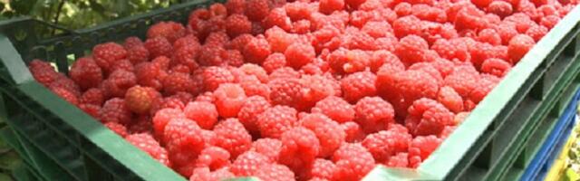 Izvoz srpske maline od 2021.godine manji za trećinu