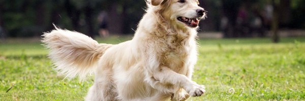 Koji pas je najbolji za „početnike“