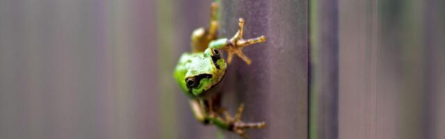 Moćan lek protiv raka otkriven u japanskoj drvenoj žabi