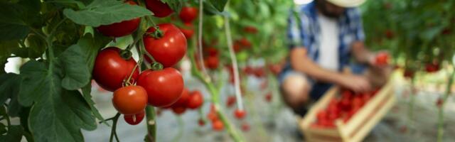 Ovaj grad u Vojvodini postaje lider u proizvodnji organske hrane: Subvencije i akcioni plan spremni