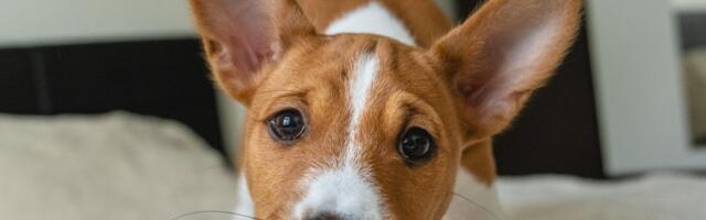 Pet rasa pasa koje se najbolje prilagođavaju životu u stanu