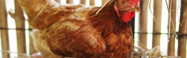 Šta je starije, KOKOŠKA ILI JAJE? Naučnici REŠILI MISTERIJU