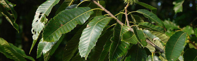 Gordani su ovi plodovi uništili auto u Somboru: Pali sa drveta i sve razbili, evo ko plaća štetu u ovom slučaju!