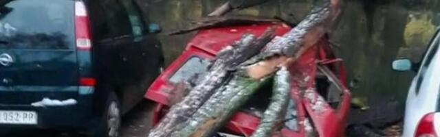 Jeziv prizor na parkingu u Smederevu: Drvo palo na "juga", zgužvalo ga kao limenku! (FOTO)