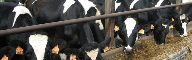 Udruženje "Naše mleko": Poljoprivreda u Srbiji sistematski se uništava