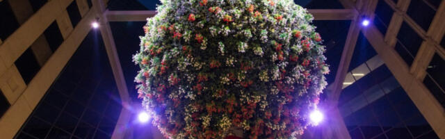 Више од 1.400 парова се љубило под имелом