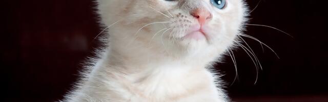 U ovoj japanskoj firmi živi i “radi” 11 mačaka