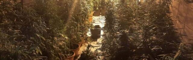 OTKRIVENA MEGA LABORATORIJA! U selu pored Čačka, diler gajio skoro 1.000 stabljika marihuane!