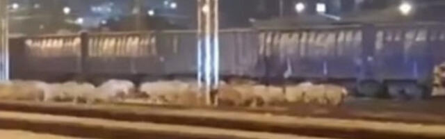 Овце блокирале воз у Црној Гори