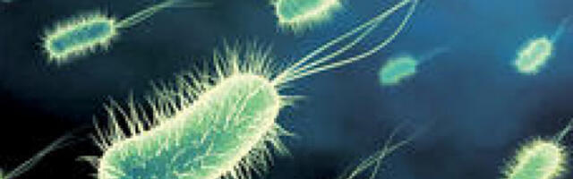 У Румунији откривена бактерија стара 5.000 година, отпорна на савремене антибиотике