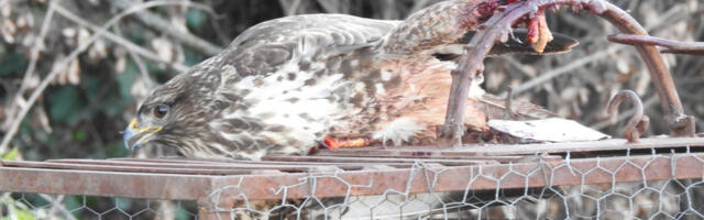 U Jablaničkom i Pčinjskom okrugu mnogi žive od šverca ptica pevačica