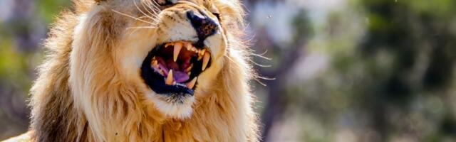 Posetioci zoo-vrta u Zagrebu gledali kako je lav rastrgao lavicu! Ona je ostala da leži na steni, a mužjak...