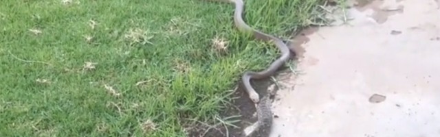 Ljuta borba: Dve zmije nasrnule jedna na drugu (VIDEO)