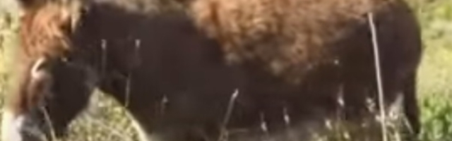 Magarac hrlio u ruke vlasniku, pri prvom dodiru ispuštao zvukove radosti (VIDEO)