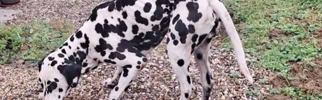 Dalmatinac bez čipa i vlasnika nađen u okolini Beograda: Pongo zahvalan za svaki zalogaj, potrebna pomoć