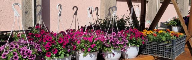 CVETNA GROZNICA U VRANJU: Bombonice, georgine i petunije najtraženije, a evo koje su cene