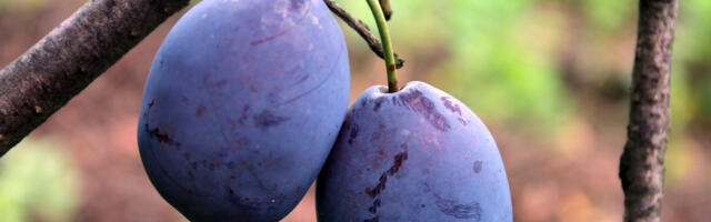 Ministarstvo: Srbiji nije zabranjen izvoz voća