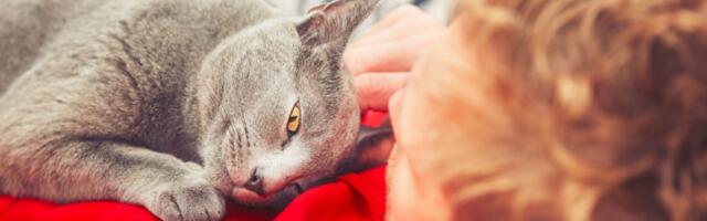 Zašto mačke vole da spavaju na ljudima?