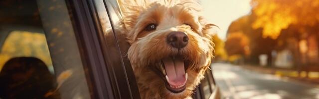 Koja su pravila za putovanje sa kućnim ljubimcima u EU?