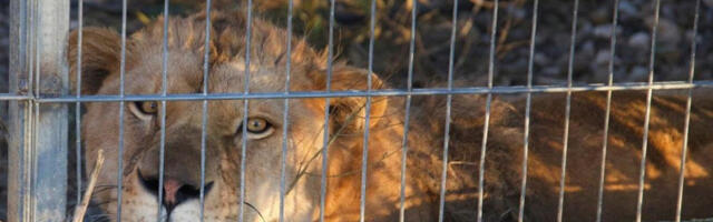 Спасени лав и медвед из заточеништва у Албанији нашли дом у Немачкој