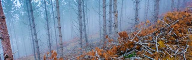 Neće da proda, a ne zna odakle da počne: Nasledio 100 hektara šume i ne zna šta će, ovako može da zaradi brda para