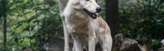 Zapalio vatru da otera vukove, pa spalio 7,5 hektara šume