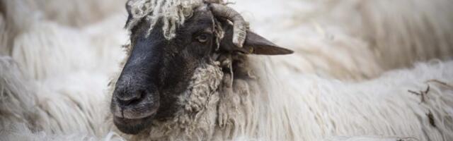 Glamočić sa ambasadorkom Izraela o izvozu ovaca i goveda