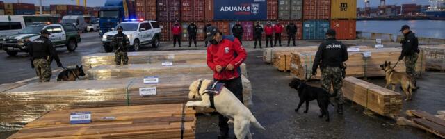 Rekordna zaplena u Čileu – 100 tona kokaina i ketamina skrivenih u drvetu