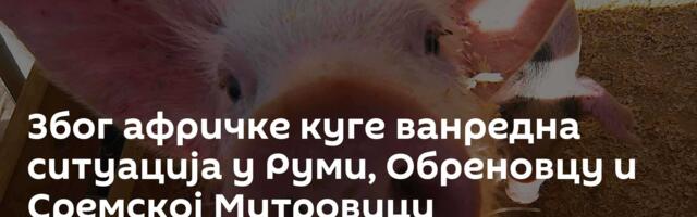 Због афричке куге ванредна ситуација у Руми, Обреновцу и Сремској Митровици